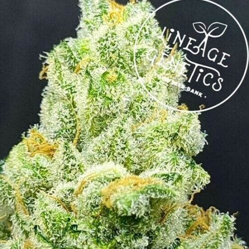 Champagne Orange Regular Seeds