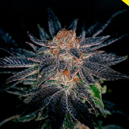 Gelato #47 Feminised Seeds