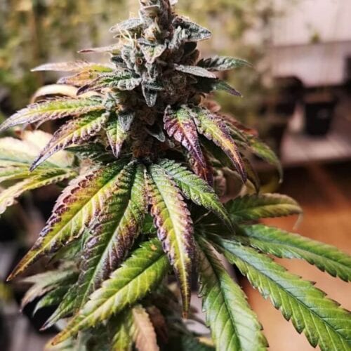 Gorilla Punch Auto Feminised Seeds