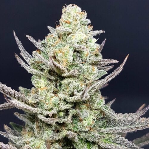 Ice Candy Regular Seeds