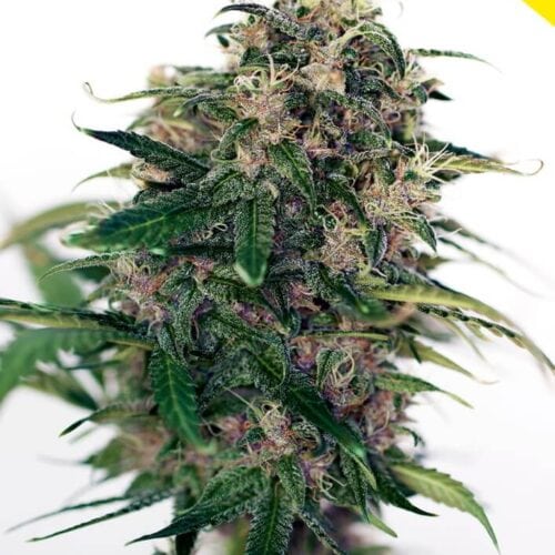 Somango #47 Auto Feminised Seeds