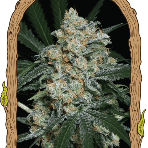 Zkittalicious Auto Feminised Seeds