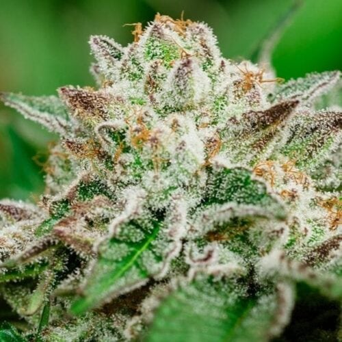 Cosmic Crashers Feminised Cannabis Seeds by Atlas Seed