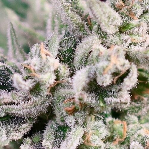 GMO Bomb FAST Feminised Cannabis Seeds by Atlas Seed