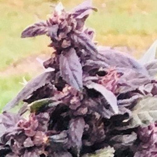 Purple Star CBD Auto Feminised Cannabis Seeds by Atlas Seed