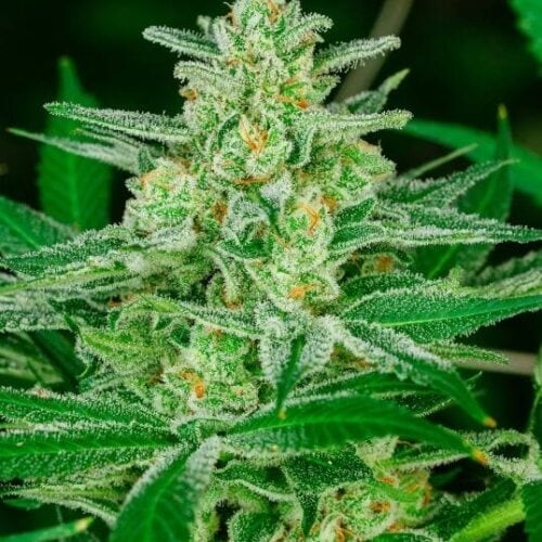 Blue Dream Auto Feminised Cannabis Seeds by Atlas Seed