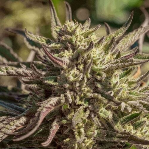 Space Panda Feminised Cannabis Seeds by Atlas Seed