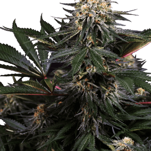 Lockdown Kush Feminised Cannabis Seeds by Sensi Seeds