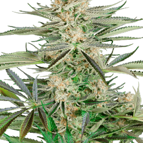 Screwdriver OG Feminised Cannabis Seeds by Sensi Seeds