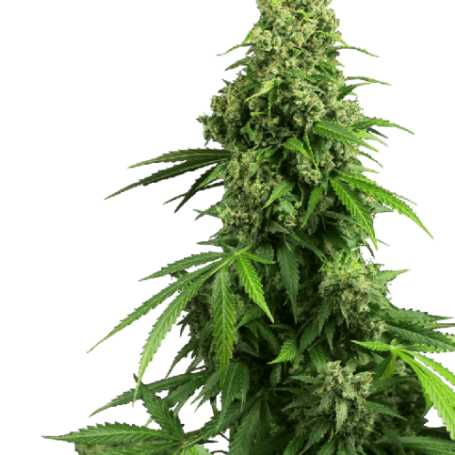 Honey Melon Kush Auto Feminised Cannabis Seeds by Sensi Seeds