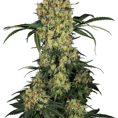 Aloha OG Feminised Cannabis Seeds by Sensi Seeds