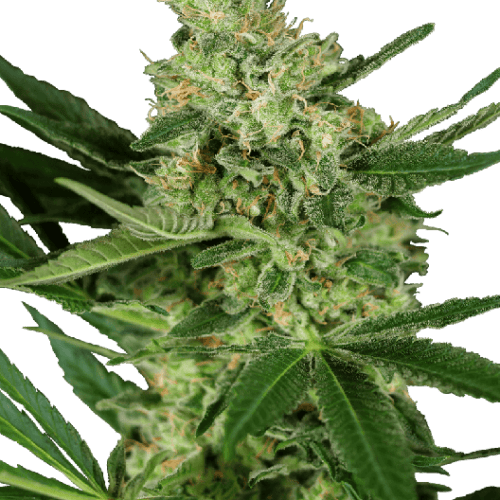 Pumpkin Spice Feminised Cannabis Seeds by Sensi Seeds