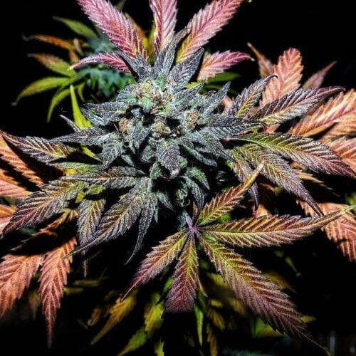 Pinot Noir Auto Feminised Cannabis Seeds by Mephisto Genetics