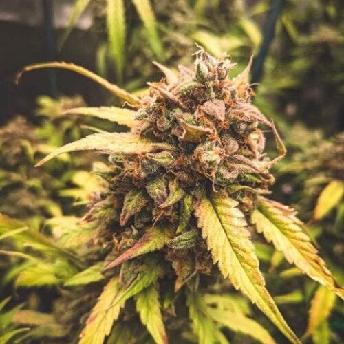 Bear Assed Monkey Auto Feminised Cannabis Seeds by Mephisto Genetics