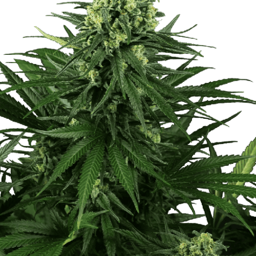 Honey Melon Kush Feminised Cannabis Seeds by Sensi Seeds