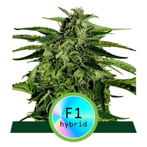 Apollo F1 Auto Feminised Cannabis Seeds by Royal Queen Seeds