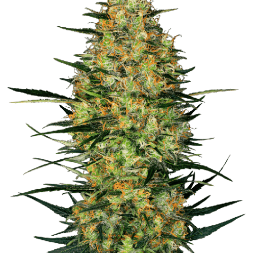 Caramellow Kush Auto Feminised Cannabis Seeds by Sensi Seeds