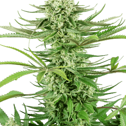 Cashew Kush Feminised Cannabis Seeds by Sensi Seeds