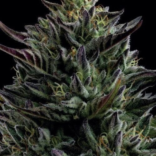 California Octane Feminised Cannabis Seeds by Humboldt Seed Co