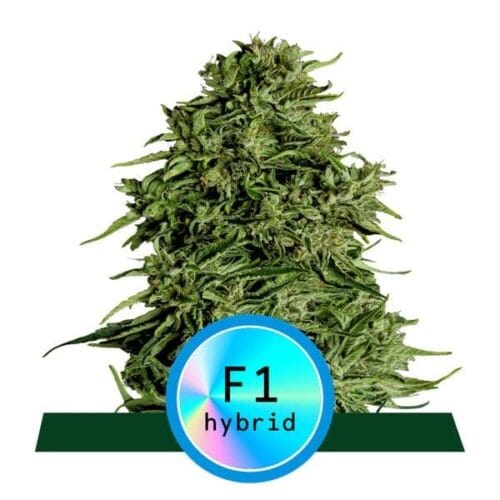 Cosmos F1 CBD Auto Feminised Cannabis Seeds by Royal Queen Seeds