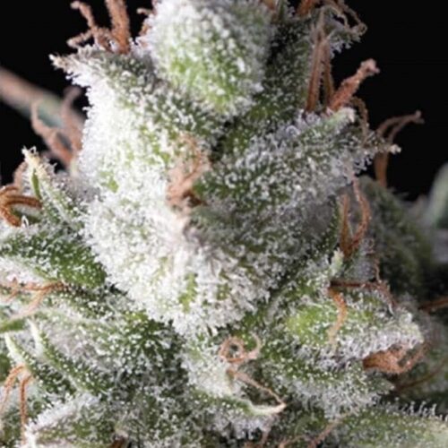 Ramses Auto Feminised Cannabis Seeds by Pyramid Seeds