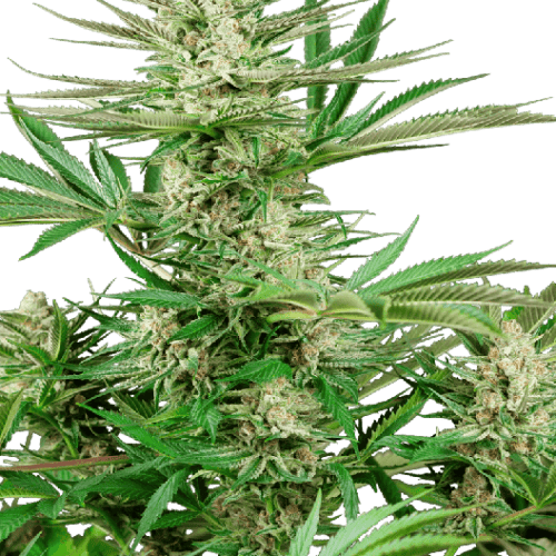 Malibu Gold OG Feminised Cannabis Seeds by Sensi Seeds