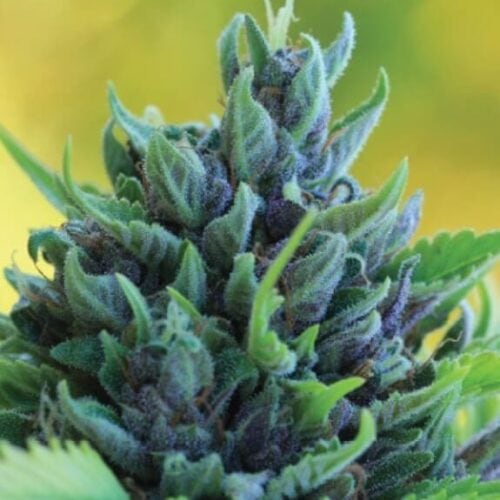 Humboldt Dream Auto Feminised Cannabis Seeds by Humboldt Seed Co.