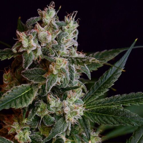 Laotian OG Regular Cannabis Seeds by Green Bodhi