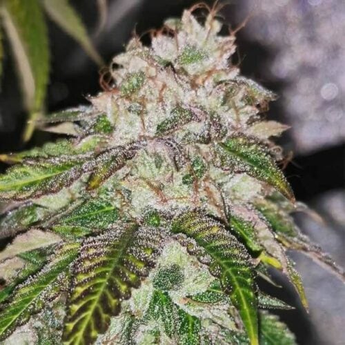 Kuntz 'n' Cream Feminised Cannabis Seeds by Pheno Finder Seeds