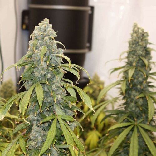 Old Soul Regular Cannabis Seeds by Bodhi Seeds
