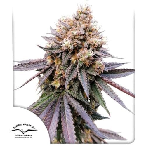 GMO FAST Feminised Cannabis Seeds by Dutch Passion