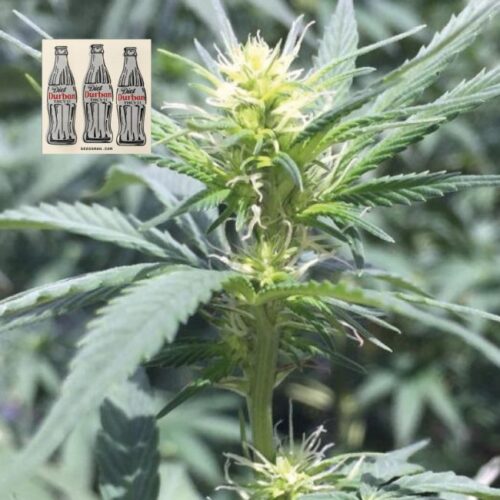 Diet Durban THCV 1:1 Feminised Cannabis Seeds by Seedsman