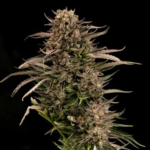 Fatso GMO F1 Auto Feminised Seeds by seedsman