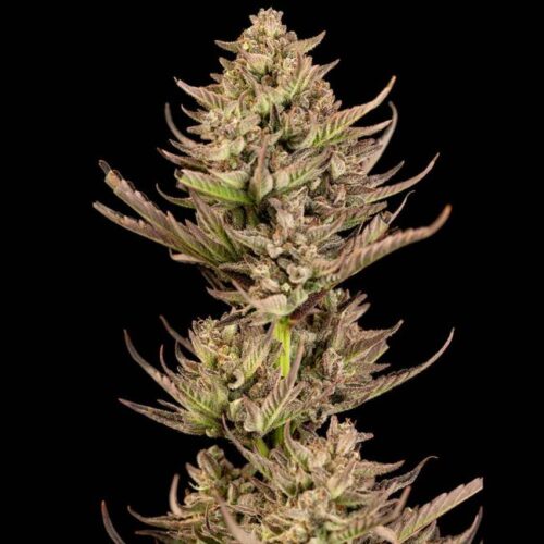Purple Punch F1 feminised