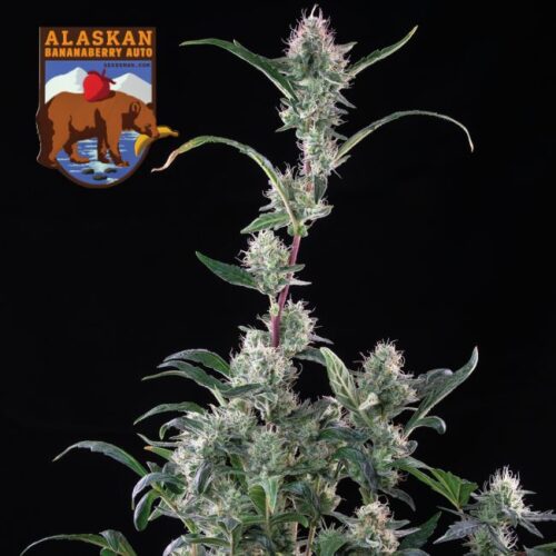 Alaskan Bananaberry Auto Feminised Cannabis Seeds by Seedsman