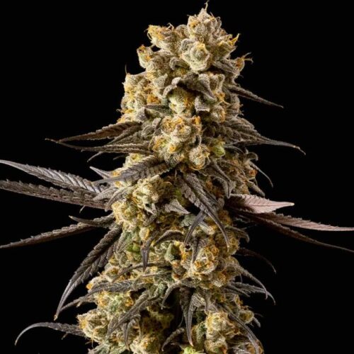 Banana Biscotti F1 Feminised Cannabis Seeds by Seedsman