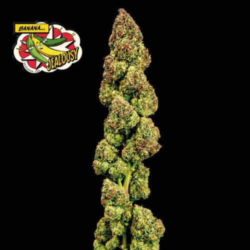 Banana Jealousy Feminised Cannabis Seeds by Seedsman