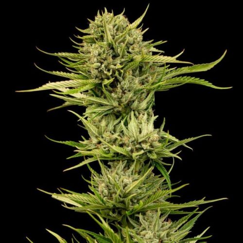 Blueberry Pie F1 FAST Feminised Cannabis Seeds by Seedsman