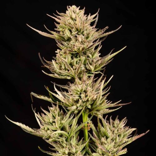 Cookie Apple OG F1 Auto Feminised Cannabis Seeds by Seedsman