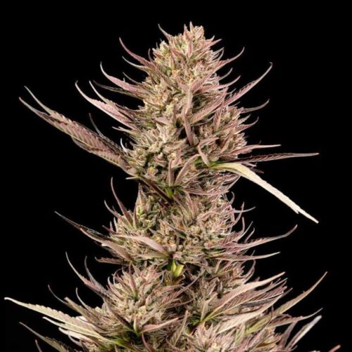 Garlic Muffin F1 Auto Feminised Seeds