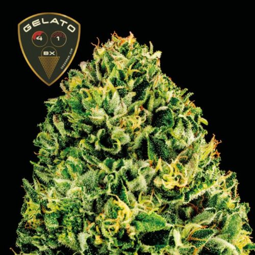 Seedsman Gelato 41 BX Feminised Cannabis Seeds