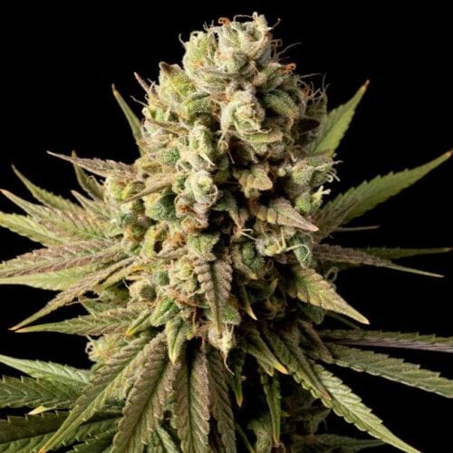 Gorilla Gas F1 FAST
