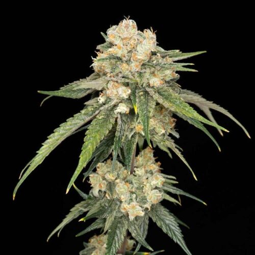 Ice Dream Cake Feminised Cannabis Seeds by Seedsman