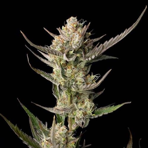 OG Kush Feminised Cannabis Seeds by Seedsman