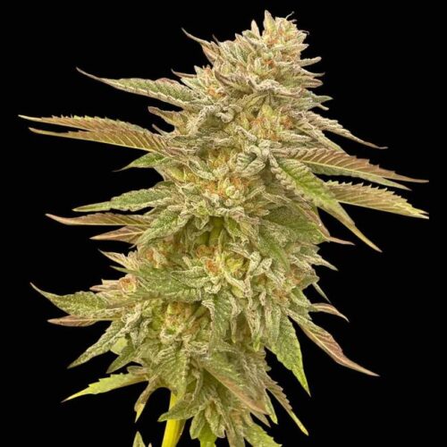 Pineapple OG Feminised Cannabis Seeds by Seedsman