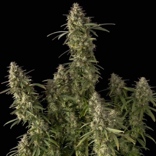 Pineapple OG Auto Feminised Cannabis Seeds by Seedsman
