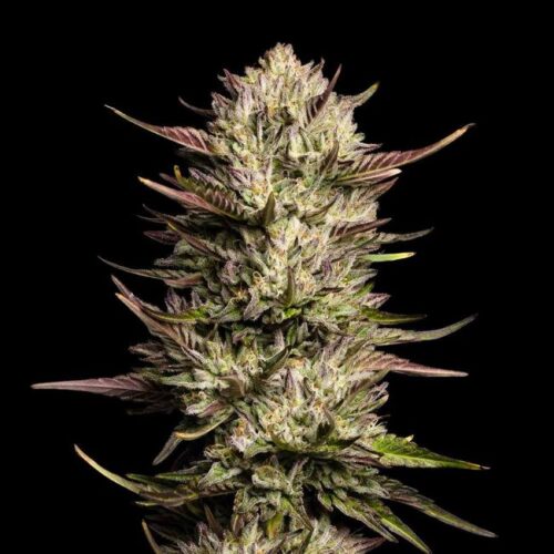 Purple Oreoz F1 Feminised Cannabis Seeds by Seedsman