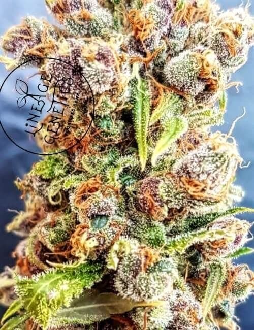 Fantastic Berries Auto Feminised Cannabis Seeds by Lineage Genetics