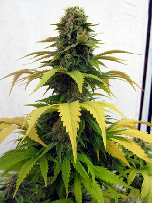 Blueberry feminised Bulk