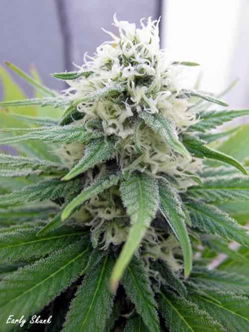 Early Skunk Feminised Bulk Seeds